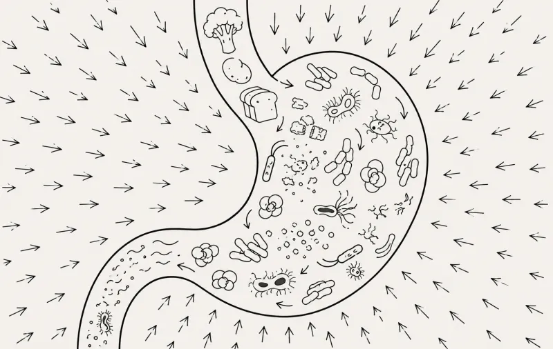 Digestion