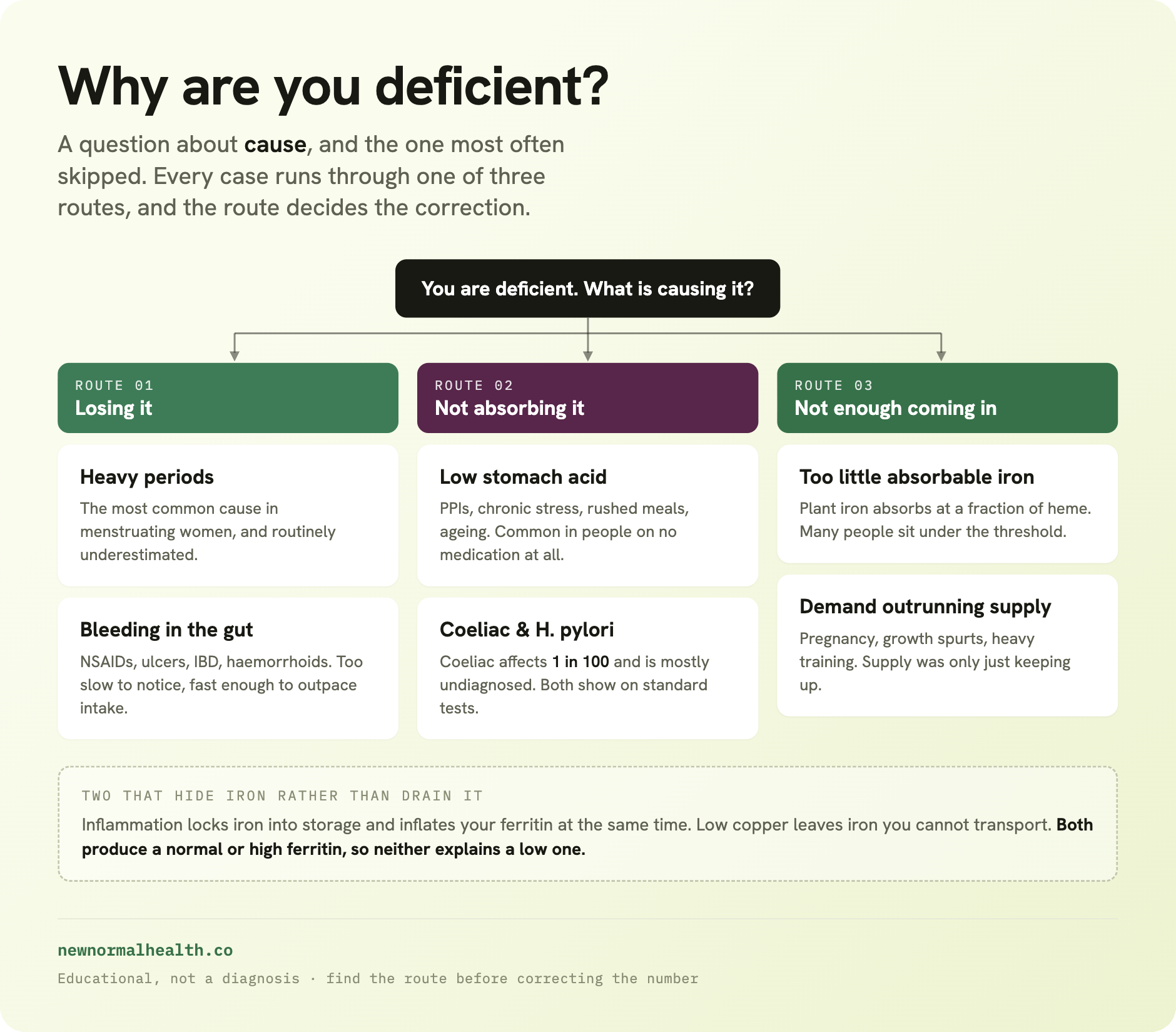 Question 2 of 3: why are you deficient? Three routes. Route one, losing it: heavy periods, the most common cause in menstruating women and routinely underestimated; and bleeding in the gut from NSAIDs, ulcers, inflammatory bowel disease or haemorrhoids, too slow to notice but fast enough to outpace intake. Route two, not absorbing it: low stomach acid from PPIs, chronic stress, rushed meals or ageing, common in people on no medication at all; and coeliac disease, which affects 1 in 100 and is mostly undiagnosed, plus H. pylori, both of which show on standard tests. Route three, not enough coming in: too little absorbable iron, because plant iron absorbs at a fraction of heme; and demand outrunning supply in pregnancy, growth spurts and heavy training. Separately, inflammation and low copper hide iron rather than drain it, and both produce a normal or high ferritin, so neither explains a low one.